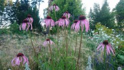 Echinacea pallida Kahkjas siilkübar